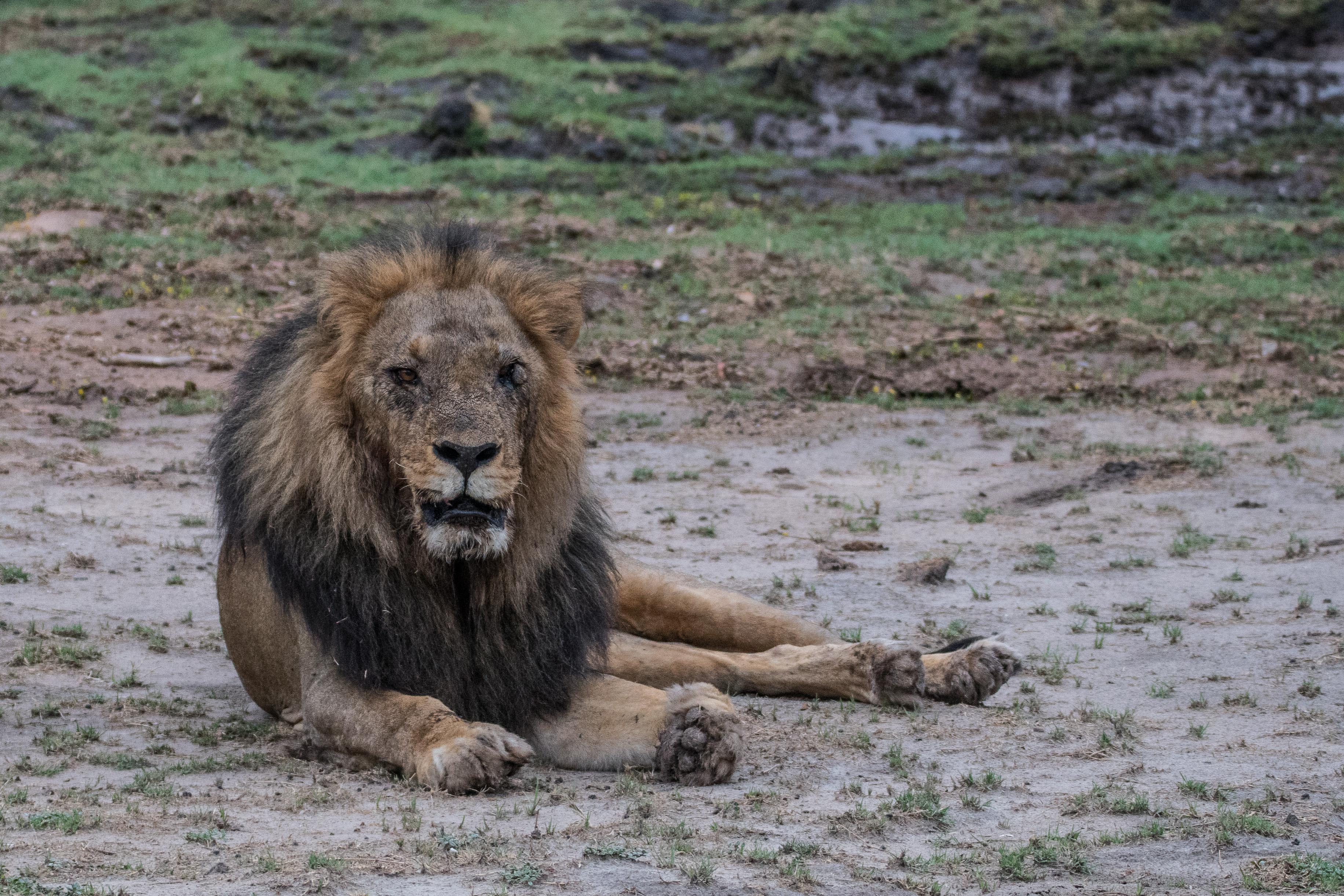 Lion d'Afrique (Lion, Panthera leo), mâle âgé. Chobe National Park, , Botswana.